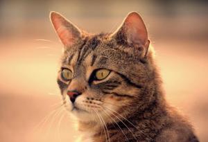 7 факта, които доказват, че котките са велики!