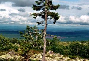Това е най-старото дърво в света. То е на цели 9500 години