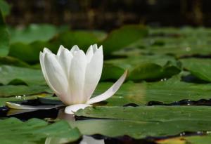 Не пренебрегвайте поривите на душата. Обичайте, без да очаквате нещо в замяна