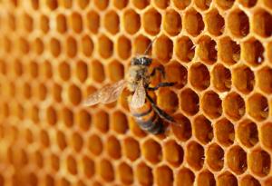 И пчелите си имат централно отопление