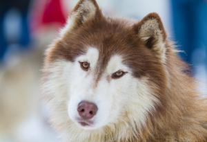 Синът на най-богатия човек в Китай купи осем iPhone 7 за кучето си