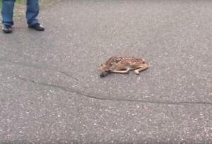 Добротата ще спаси света и това видео го доказва