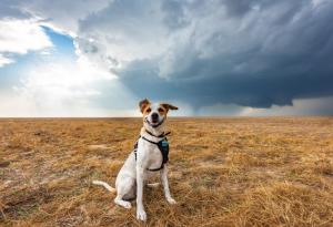 Това безстрашно куче и неговият стопанин преследват перфектната буря