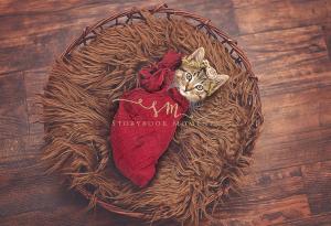 Когато това момиченце моли майка си за фотосесия на новороденото ѝ котенце, тя няма как да не се съгласи