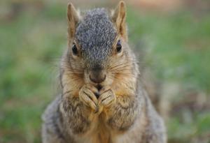 Неочаквано сходство между хората и животните