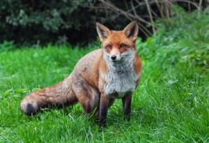 11 невероятни факта за лисиците, които ще ви накарат да ги обикнете