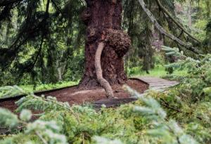 Още 7 дни гласуваме за Дърво с корен