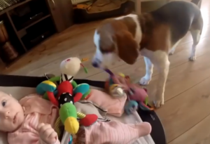 Куче краде играчката на бебе и после моли за прошка 