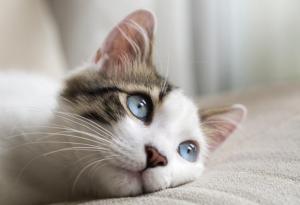 10 любопитни факта за котките
