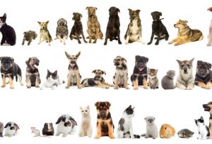 Как човешката селекция вреди на животните