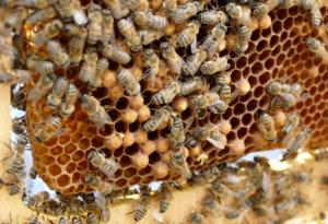 Бъкфаст, пчелички и български мед