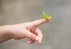 Пет насекоми, които могат да влязат в менюто ви
