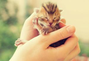 15 мили животинки, които могат да се поберат на дланите ви