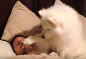 Това куче събужда стопанина си по възможно най-очарователния начин