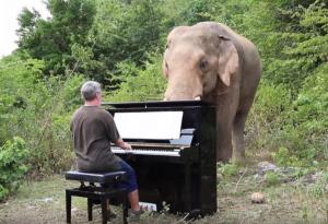 Тези видеа на слонове, които се наслаждават на класическата музика, ще оправят деня ви