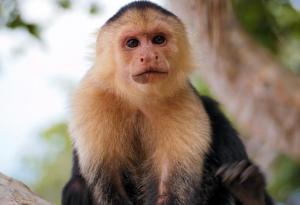 Група маймуни в Панама влязоха в Каменната епоха