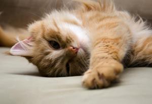 Как e "мац-пис-пис" на различните езици