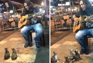 4 влюбени в музиката котета слушат в захлас този уличен музикант