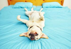 Какви са страничните ефекти от спането по корем, по гръб и на една страна