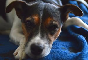 Изненадващо човешкия начин, по който животните чувстват болка 