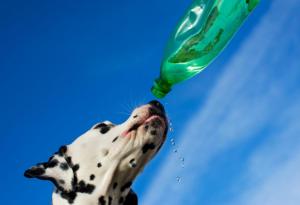 Как да помогнем на кучето в горещините