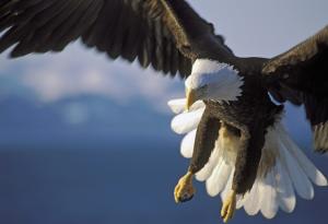 Притча за орела и чучулигата или как да те приемат насериозно
