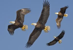 10 чудесни животни, които могат да ви научат как да обичате и да бъдете верни