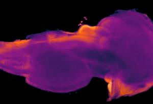 Невроучен откри нова област на човешкия мозък