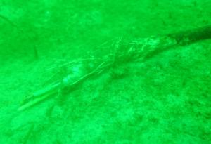 Учените са озадачени, след като подводна обсерватория изчезна безследно