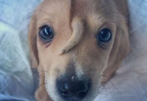 Спасиха изоставено кученце „еднорог“ с опашка на челото