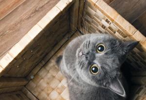 Виц: Какво трябва да може всяка котка