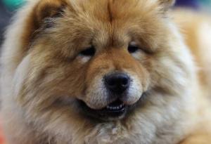 Кафене привлича посетители с кучета, боядисани като панди