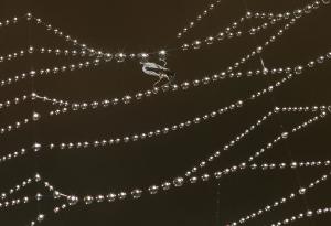 Кадър на деня: Паяжина улавя сутрешната роса