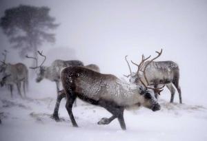 Северните елени се смаляват заради климатичните промени