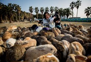 Окуношима - островът на зайците