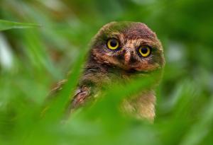 Ах, тези сладки совички...