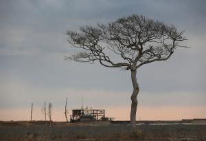 Човекът, който остана във Фукушима, за да се грижи за изоставените животни