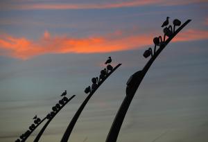 Кадър на деня: Чайки в почивка