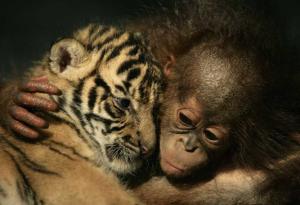 Защо е толкова полезна прегръдката?