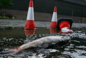 Там, където риби валят от небето