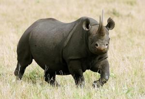 България: Страната на носорозите