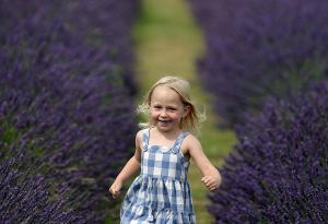 Събирането на лавандулата наистина е хипнотизираща гледка