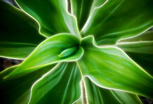 Какво е да те ужили растение?