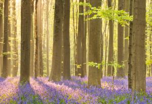 15 мистични гори, които ще ви омагьосат