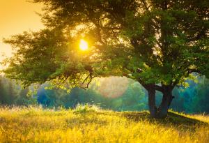 20 пролетни пейзажи, сякаш излезли от приказка 