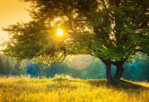 Емили Дикинсън за природата