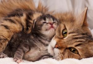 20 горди котки-майки с техните котенца