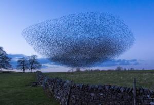 15 снимки, посветени на мистерията на птичите ята