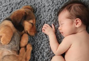 15 снимки, които доказват че кучетата са по-удобни от възглавниците