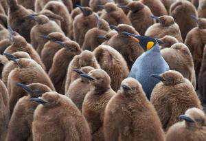 25 фотографии, улавящи на красотата на животинския свят